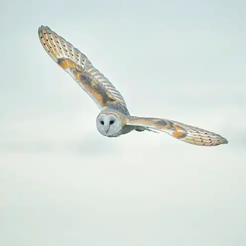 Close up of a Barn owl in flight
